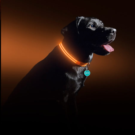 LED Safety Halo Dog Collar